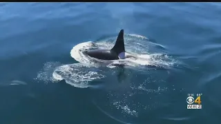 Video Shows Killer Whale Swimming With Dolphins Off Cape Cod