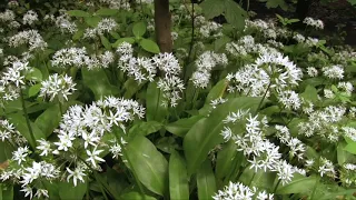 Trans Pennine Trail - South Yorkshire  - Silkstone to Old Moor (Subtitle)