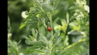 The Impact of Regenerative Agriculture on Global Food Systems