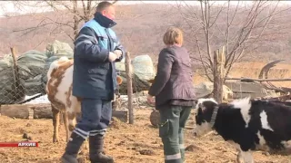 Бруцеллёз обнаружили ветеринары в Раковке