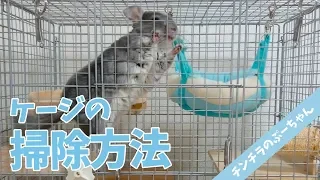 Surprisingly easy! How to clean the chinchilla cage every day! | Funny and Cute Chinchilla!