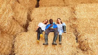 Differences Between Hay and Silage in Animal Production [Livestock Feeding]