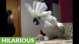 Cockatoo engages in hilarious argument with owner