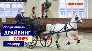 Driving horse Спортивный драйвинг. Паркур. Экипаж Поповой и липициана Фейвори (lipizzaner)