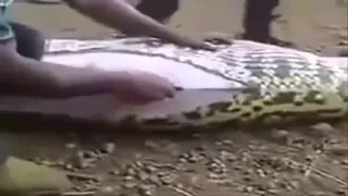 Anaconda eating wild boar