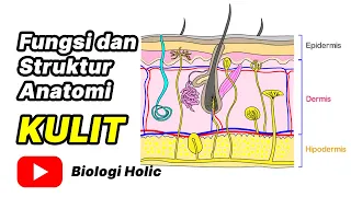 Fungsi dan Struktur Anatomi Kulit (Animasi)