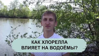 КАК ХЛОРЕЛЛА ВЛИЯЕТ НА ВОДОЕМЫ?