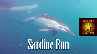 Sardine Run, South Africa | Diving with Sharks, Dolphins & Whales. HD