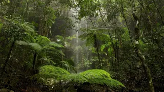 Rainforest Ambience Sound Subliminal for Insomnia and Depression | Nature Sounds Binaural Beats ASMR