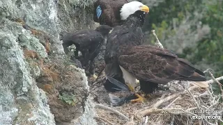 3 Fish Delivered and Fed by Parents in 14 Minutes丨West End Bald Eagle 2024 5 3