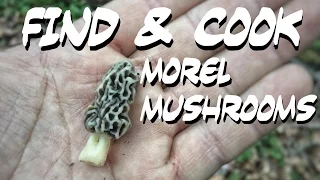 Find and Cook Morel Mushrooms