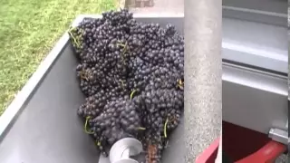Дробилка для винограда с гребнеотделителем