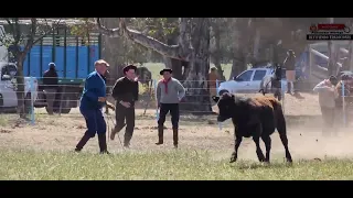 PARTE1 PIALADA DE TERNEROS POR LA COSTA DEL ALAMBRE - EQUIPO DE 4 PIALADORES - 4 TERNEROS POR EQUIPO