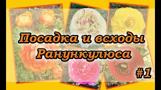 Посадка и всходы Ранункулюса