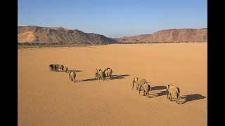 Secrets Of The Desert  Elephants National Geographic Documentary HD