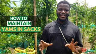 MAINTENANCE PRACTICES ON YOUR YAM FIELD/ Yam farming in sacks/ How to manage your yam field/