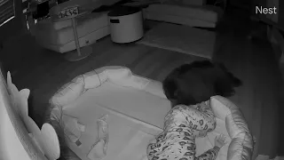 【#NestCam】子供の布団にこっそり入る黒ペキ