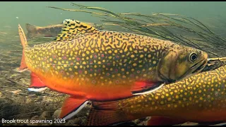 Brook trout spawning in the Fall, 2023