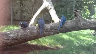 lear's macaws at loro parque Tenerife
