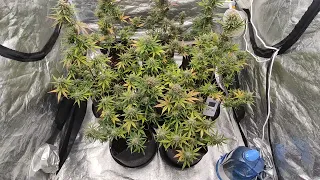 Critical x Animal Cookies  Cannabis Indoor By Ripper Seeds