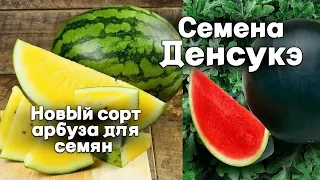 Семена в арбузе Денсукэ / Новый сорт арбуза для семян