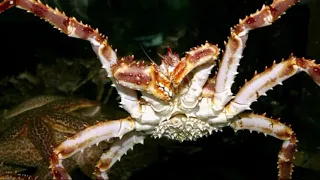 Facts: The Red King Crab