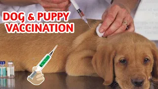 Puppy Vaccination schedule Hindi / Dog Vaccination Information | Vaccination | Schedule