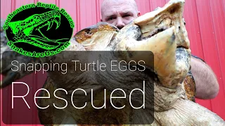 RESCUING Snapping Turtle Eggs