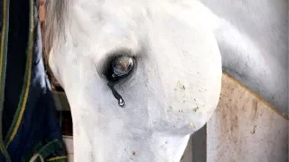 Pferd fängt an zu weinen als DAS passiert!