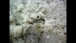 Первая апрельская муха в Саранске