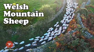 GATHERING SHEEP ON A 27,000 ACRE MOUNTAIN RANGE