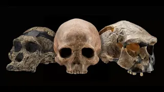 Which human ancestor made the first tools?