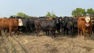 Meet The Cows!! (and Laura Farms merch😁)