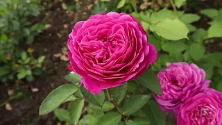 3 розы флорибунда, цветут безостановочно с июня до заморозков. Эти розы не подведут!