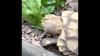 How To Feed A Baby Turtle Lettuce