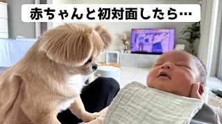 赤ちゃんと愛犬が初対面した結果…【うわうわ犬】