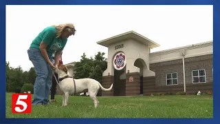 Maury County animal shelter overwhelmed with nearly 300 dogs and cats