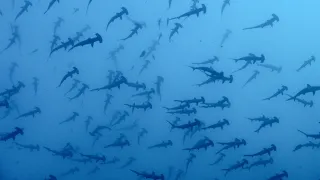 Malpelo, the island of the Hammerhead sharks- The film- 4K