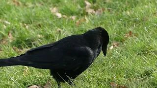 A Very Close Encounter with a Crow whilst doing the Bittern Walk!