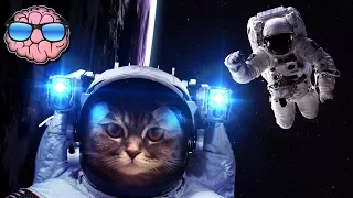 Top 10 ANIMALS That Went to SPACE