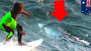 Shark surfer caught on camera: Aussie kid surfs over 8-foot long Great White Shark - TomoNews