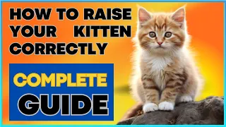 Kitten Care 101: Your Complete Guide to Raising Happy, Healthy Kittens