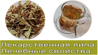 Лекарственная липа. Лечебные свойства