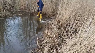 Expedition #13 | Beaver dam removal.  Wide, but shallow dam, hidden between reeds.