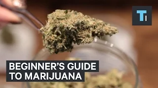 Beginner's guide to marijuana