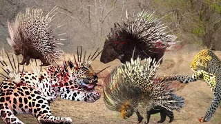 This Leopard Will Be Killed And Eaten By Porcupine Family - Leopard Vs Porcupine