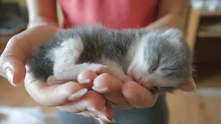 Newborn Kittens Who Have Lost Their Mother Meet Their New Mom