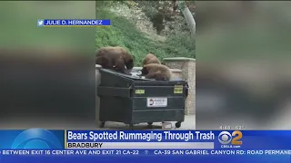 Caught On Video: Family Of Bears Spotted Dumpster Diving