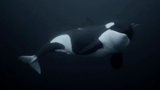 Orca Expedition 2015 - GOD of OCEAN - HD- magyar felirattal