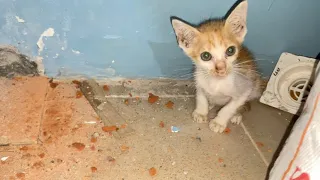 Rescue little kitten struck in small room and say meowing for help | FTC Meow
